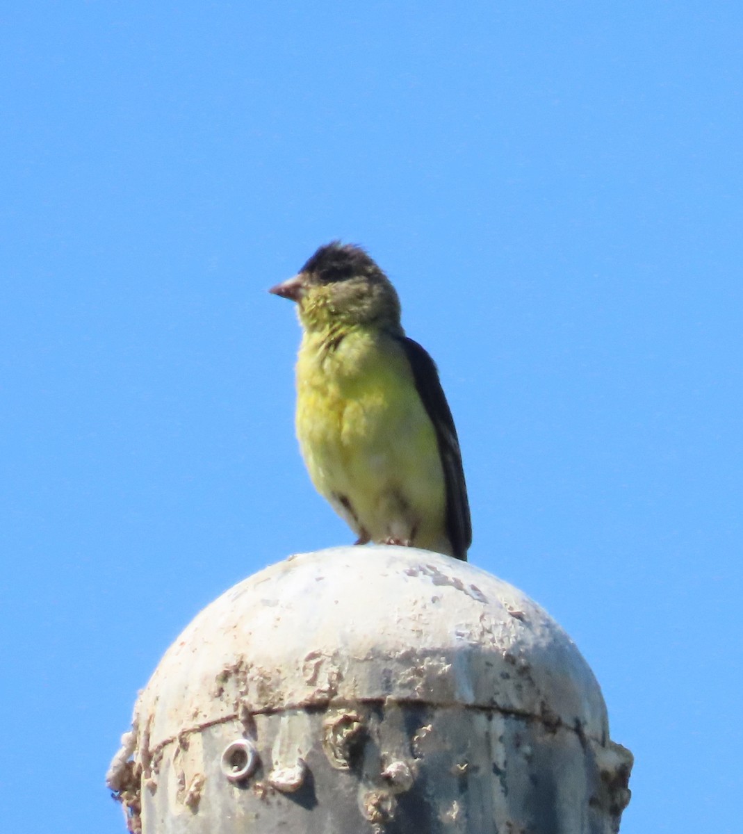 Lesser Goldfinch - ML592963041
