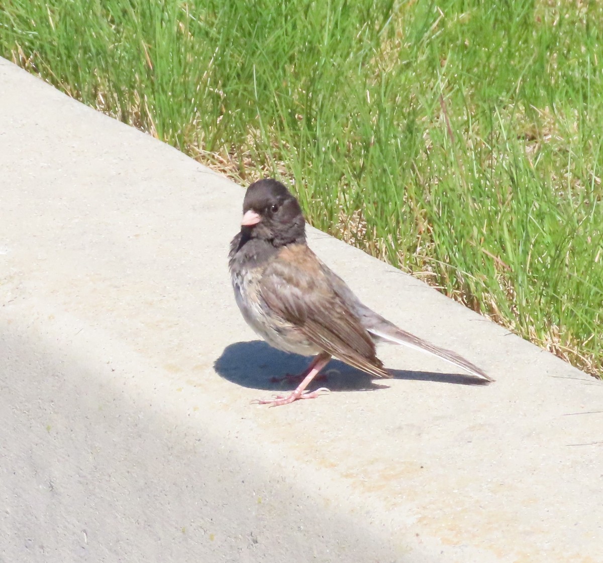 Dark-eyed Junco - ML592963071