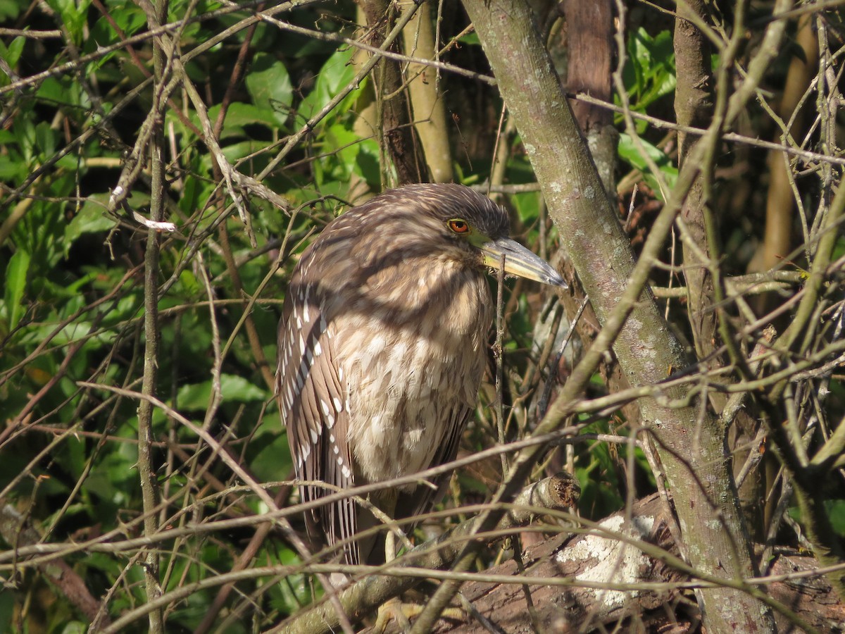 Black-crowned Night Heron - ML592963141