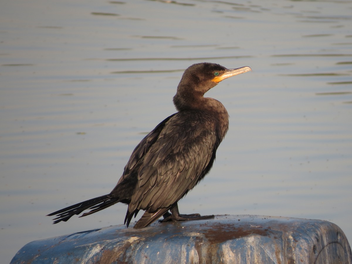 Cormorán Biguá - ML592963641