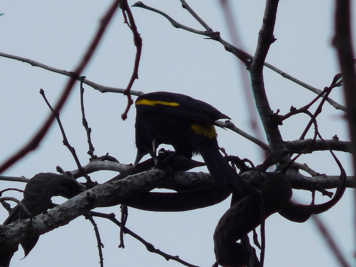 Golden-winged Cacique - Lucas Villafañe 🐾