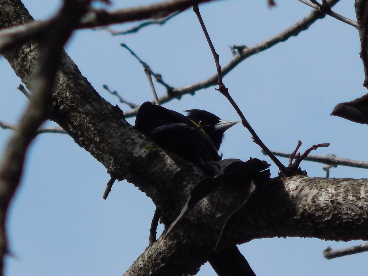 Golden-winged Cacique - ML592963831