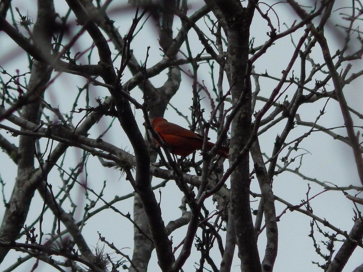 Hepatic Tanager - Lucas Villafañe 🐾