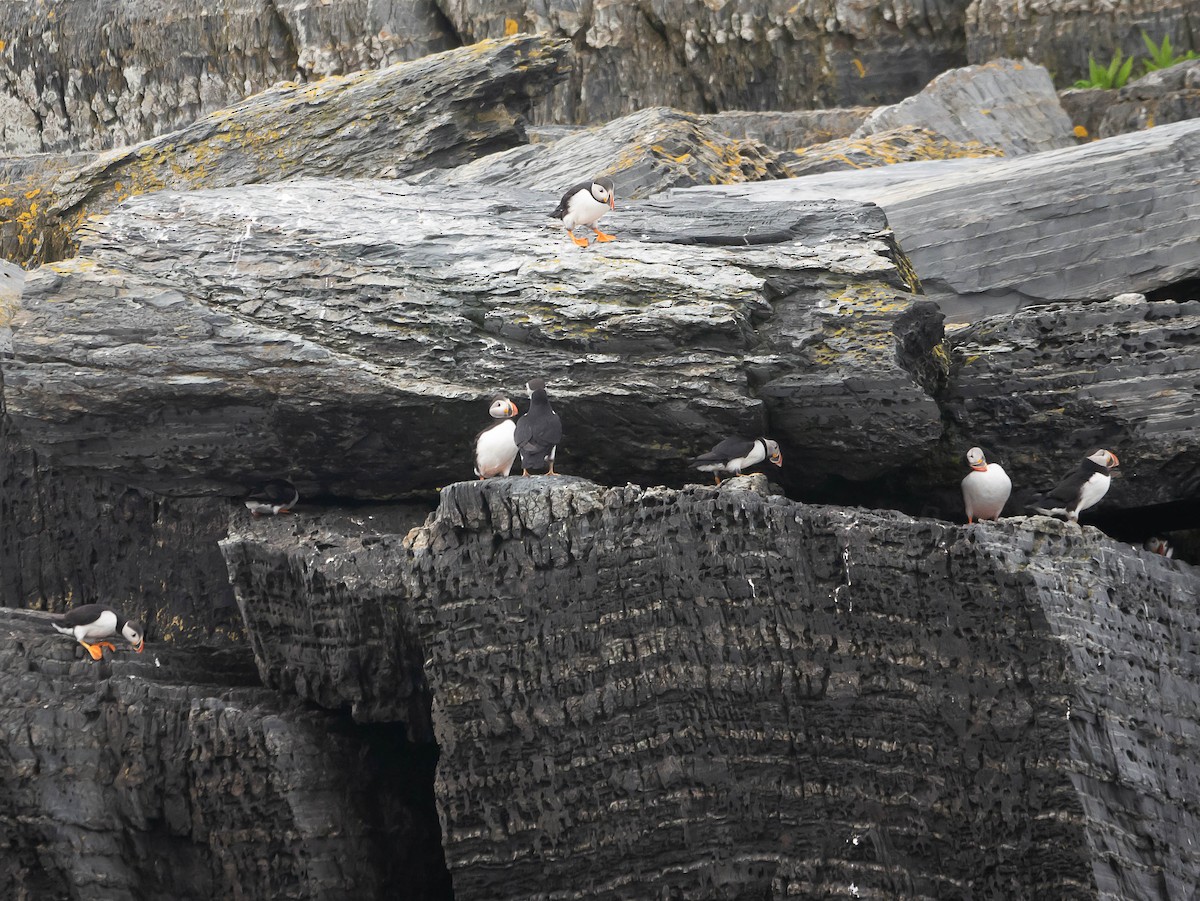 Atlantic Puffin - Natalie Barkhouse-Bishop