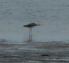 Greater Yellowlegs - ML592965131