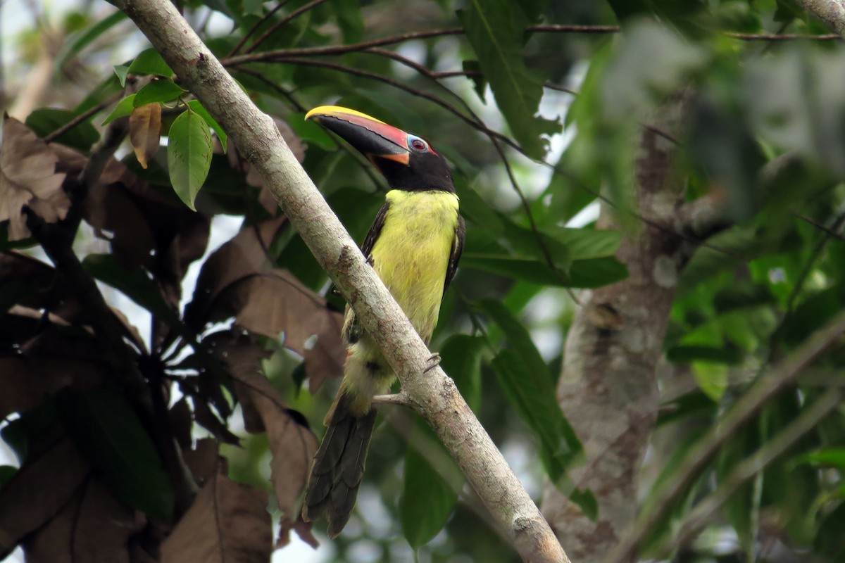 Green Aracari - Tomaz Melo