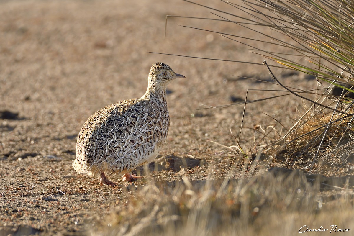 Tinamou de Darwin - ML592966271