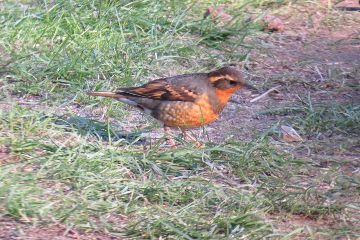 Varied Thrush - ML592967071