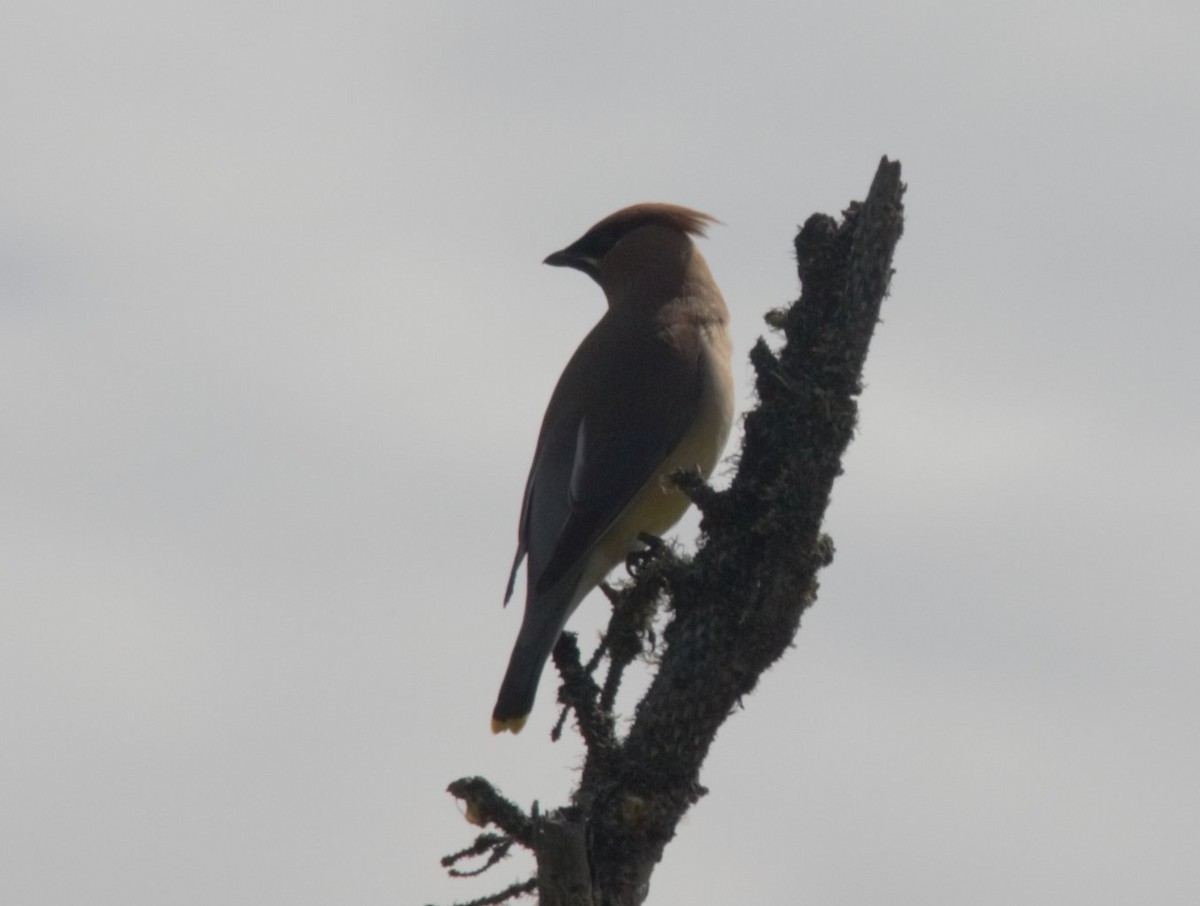 Cedar Waxwing - ML592967401