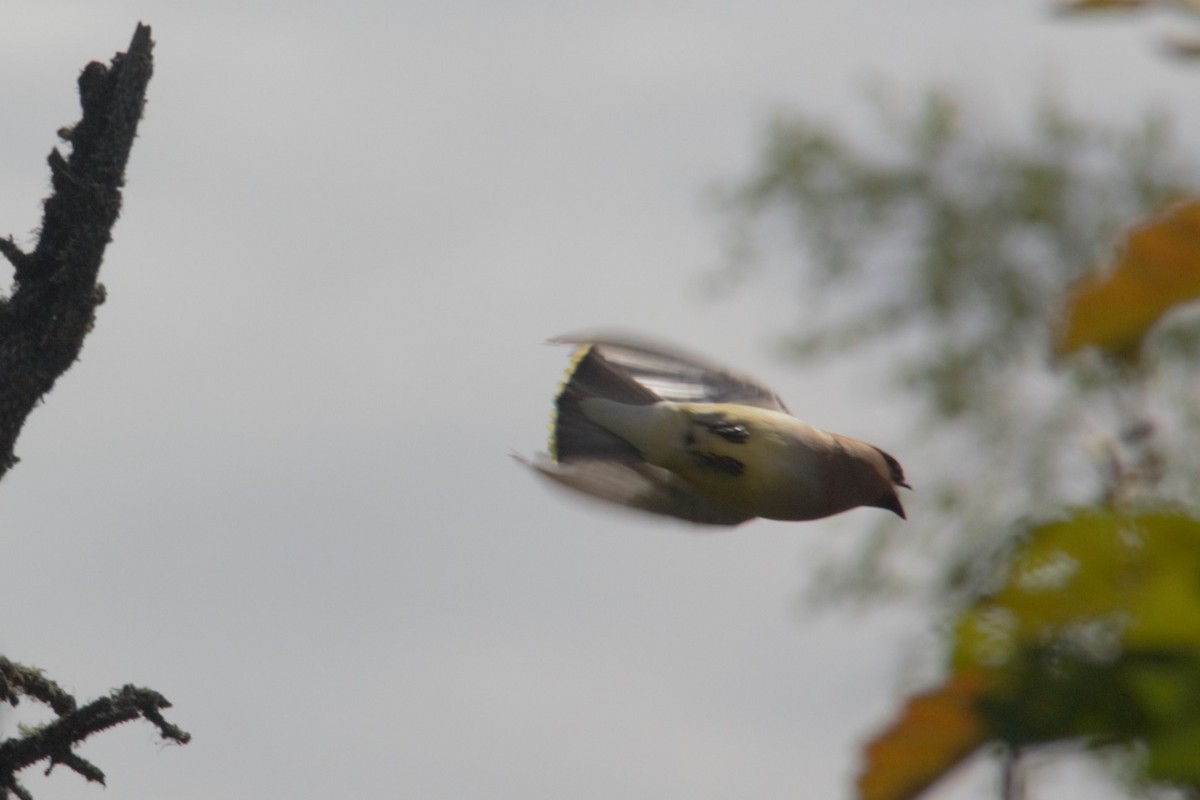 Cedar Waxwing - ML592967471