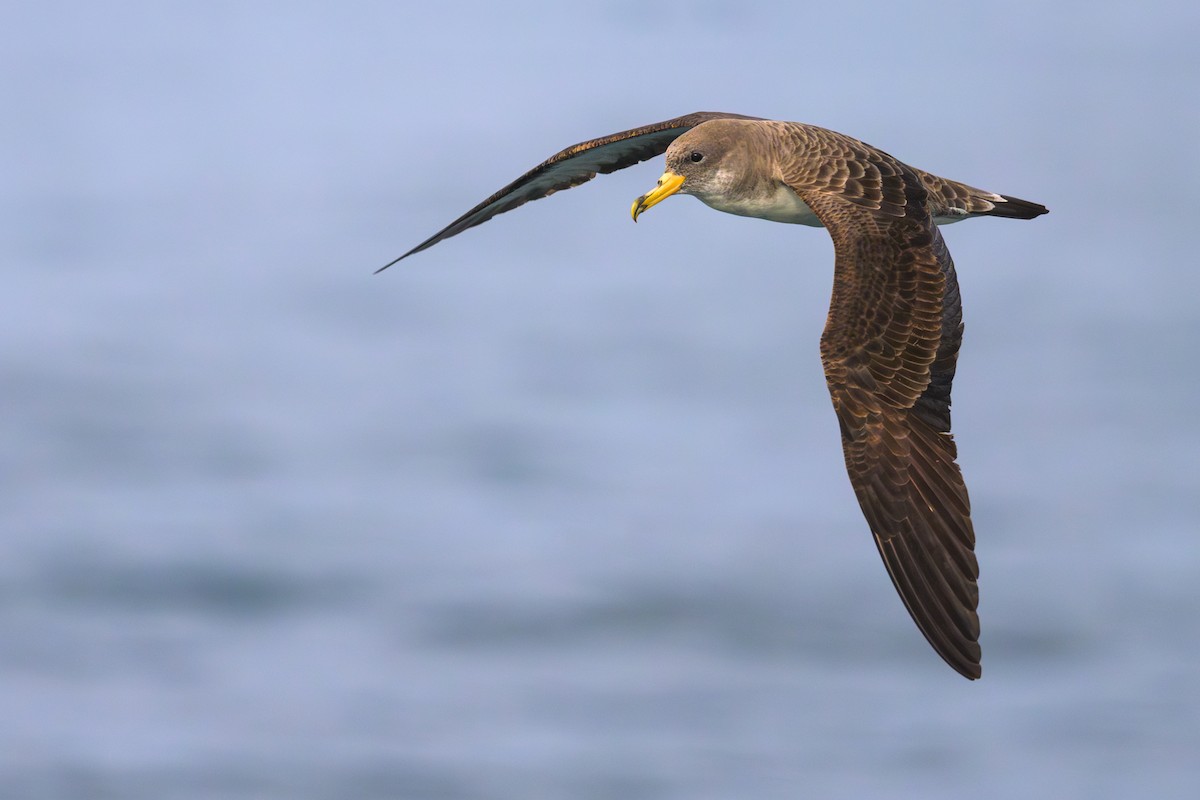 Cory's/Scopoli's Shearwater - ML592967781
