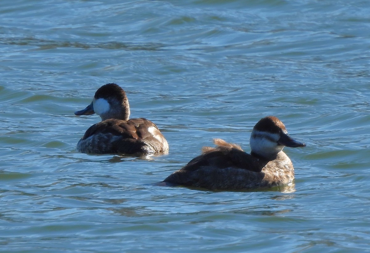 Ruddy Duck - ML592968321