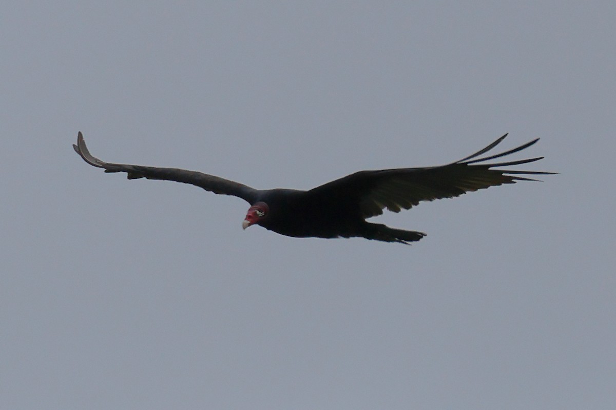 Turkey Vulture - ML592969521