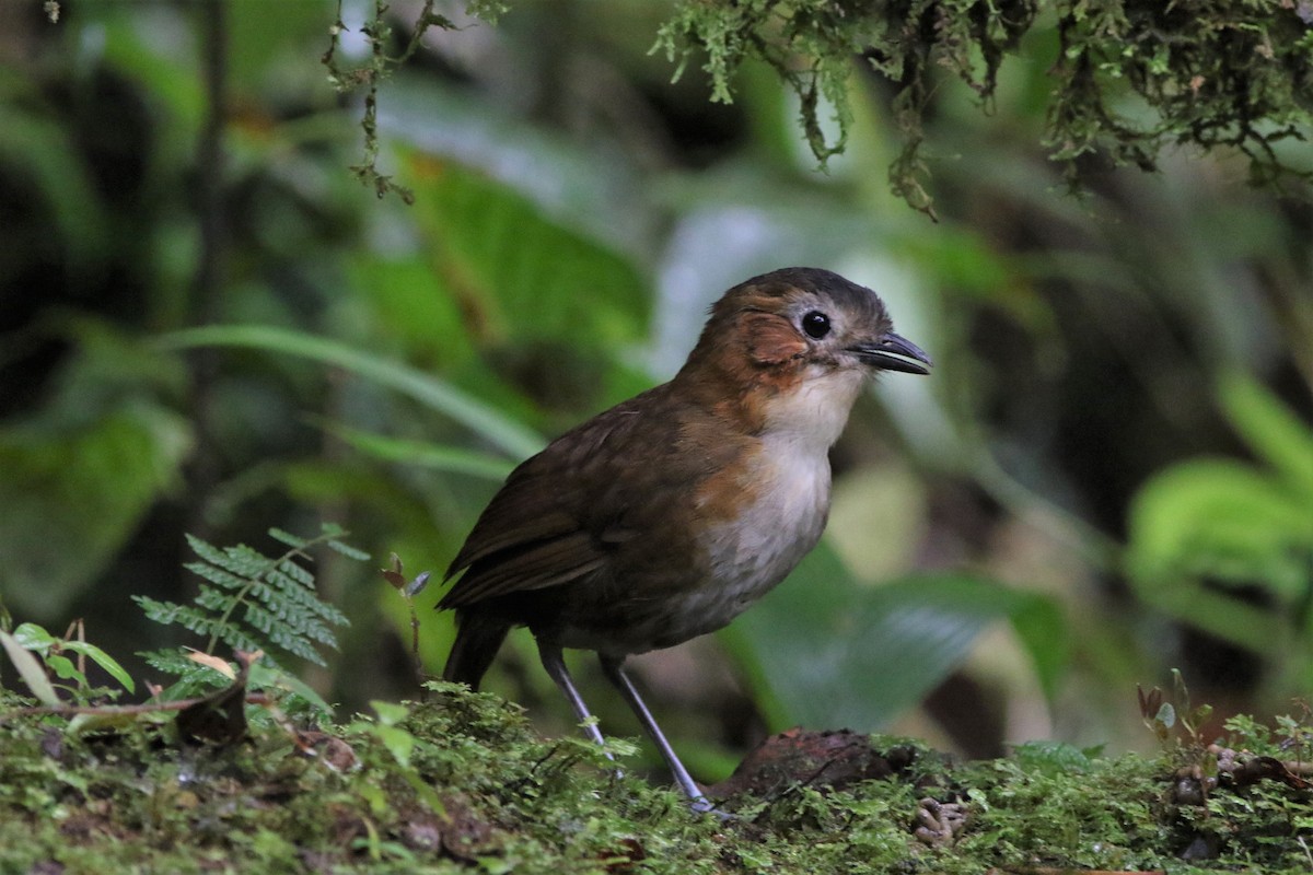 Rusty-tinged Antpitta - Robert McNab