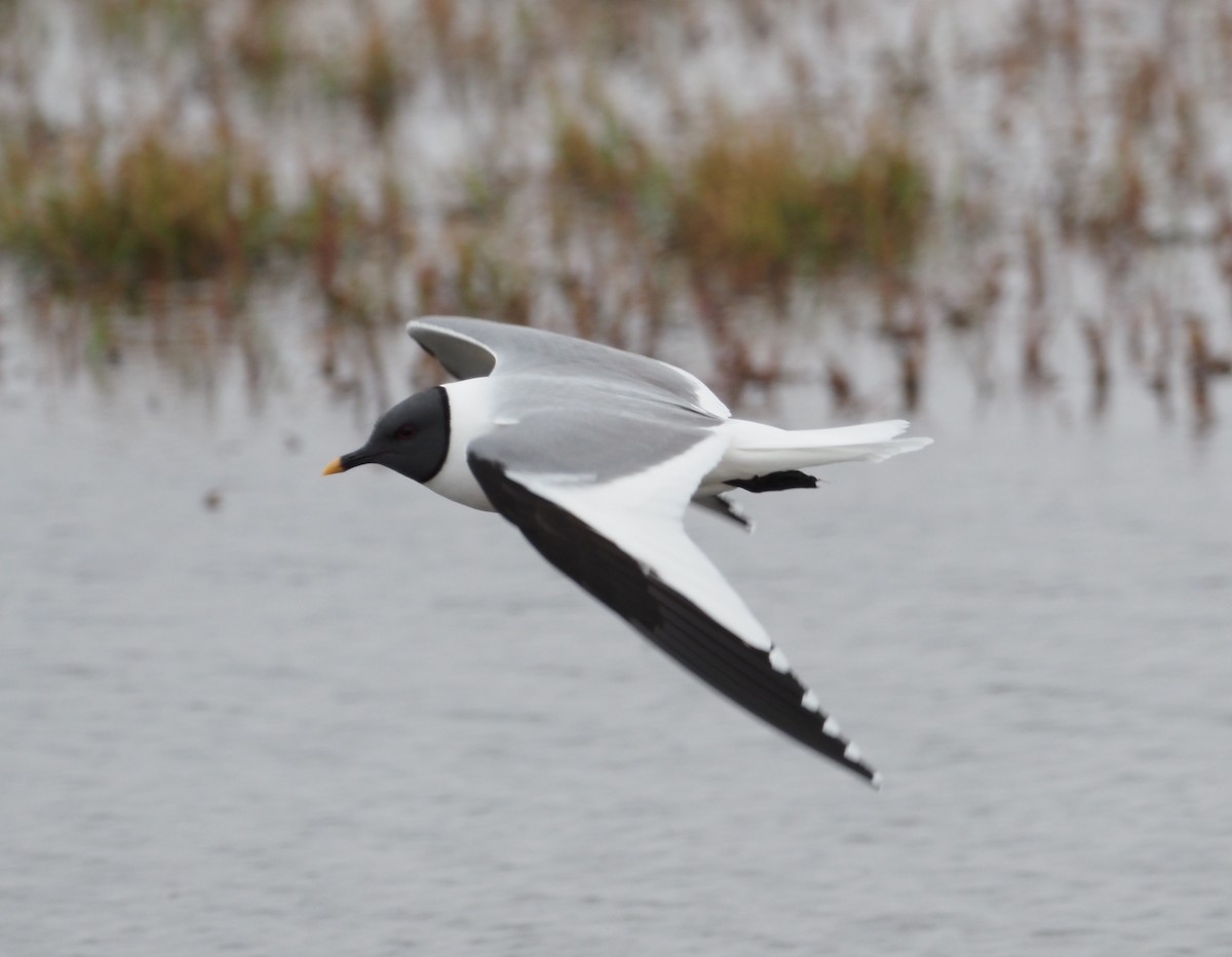 Sabine's Gull - ML592970441