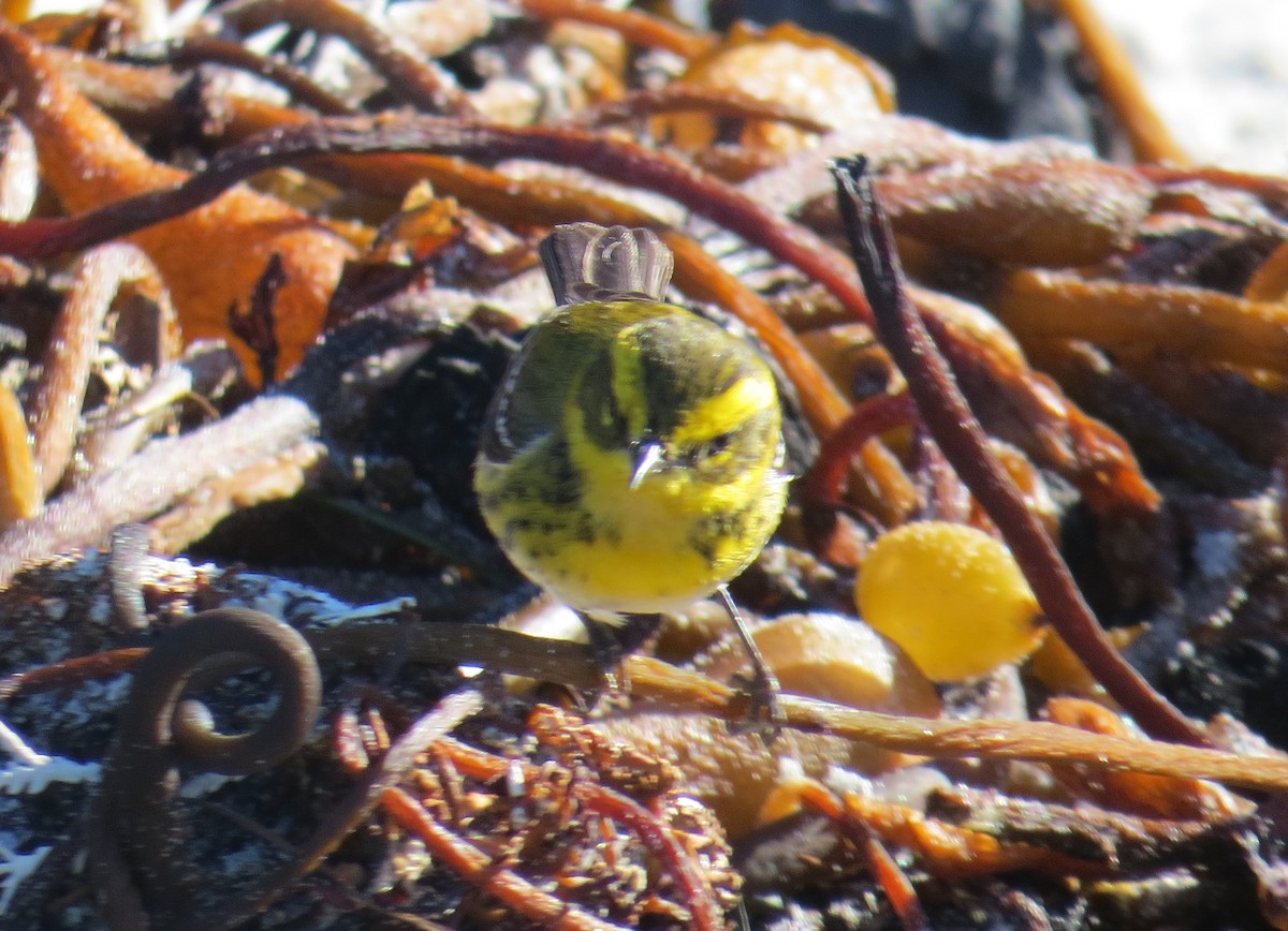 Townsend's Warbler - ML592970831