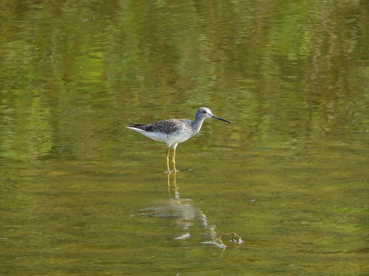 Greater Yellowlegs - ML592970971