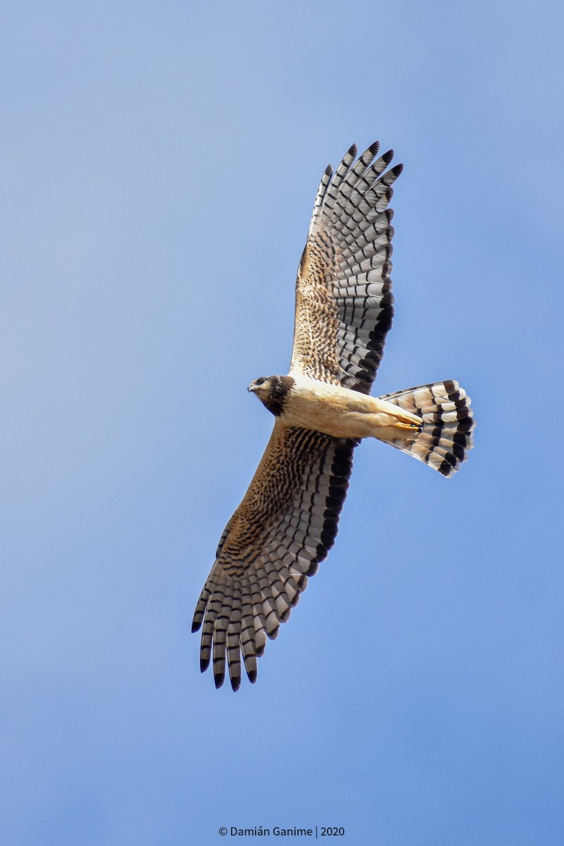 Long-winged Harrier - Damián Ganime