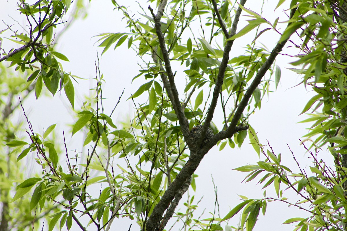 Blue-gray Gnatcatcher - Jenn Megyesi