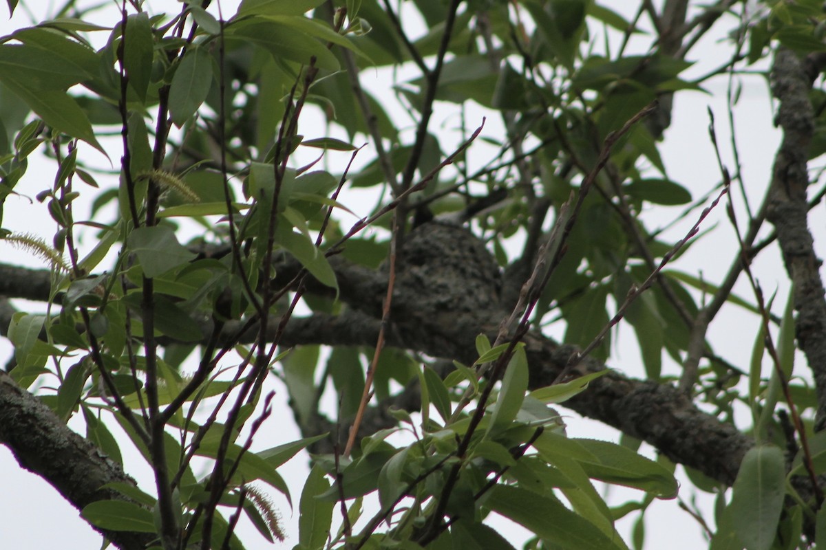 Blue-gray Gnatcatcher - ML59297281