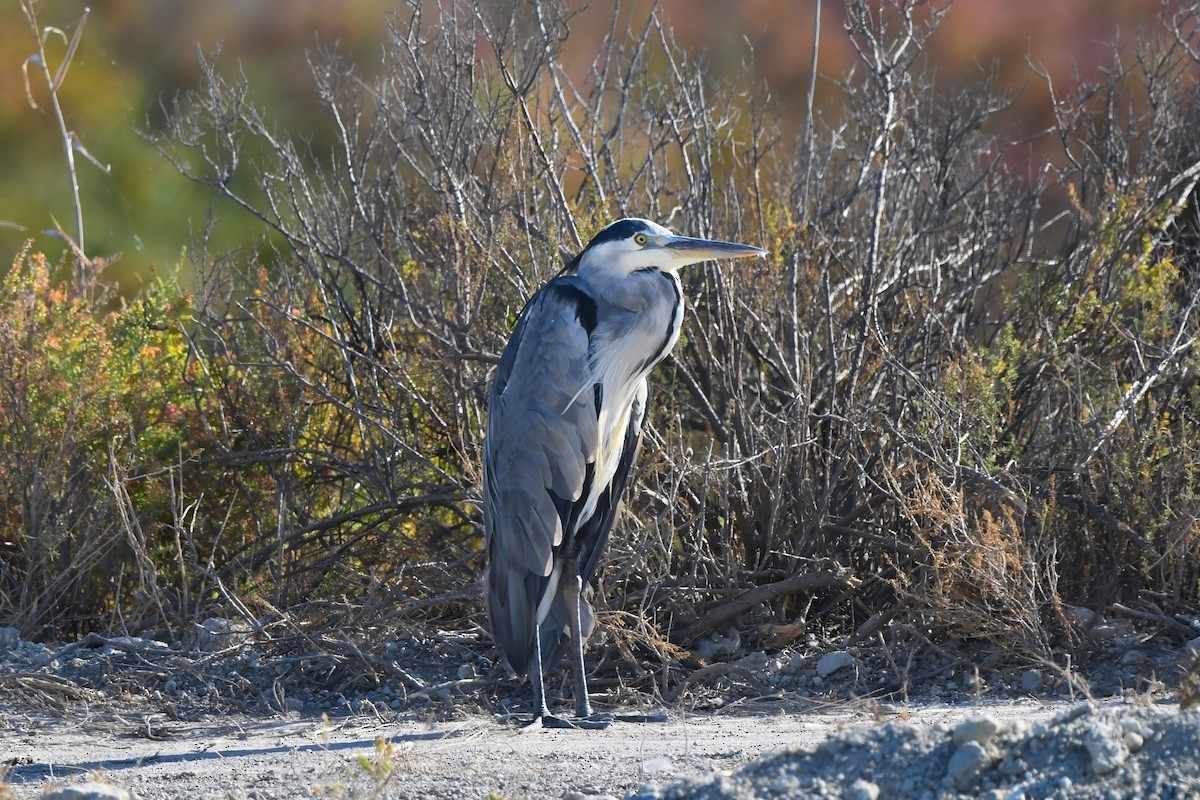 Gray Heron - ML592974031