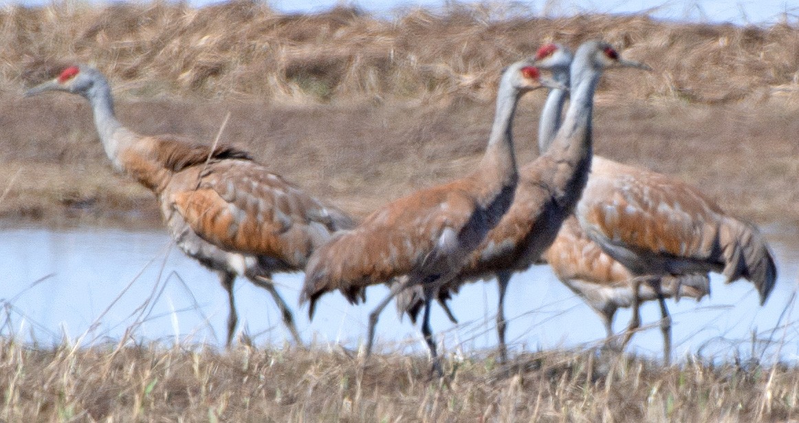 Sandhill Crane - ML592974541