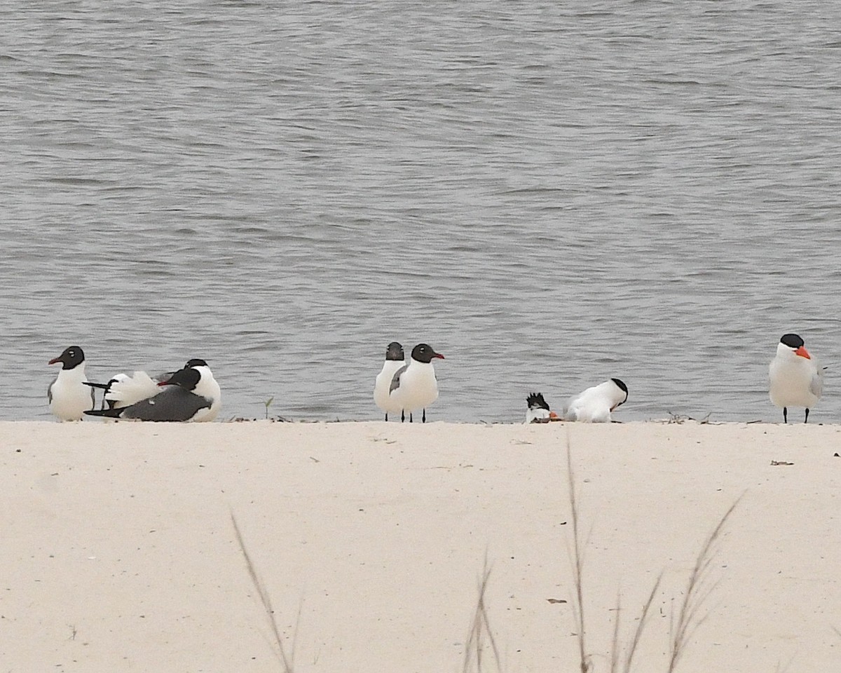 Laughing Gull - ML592974751