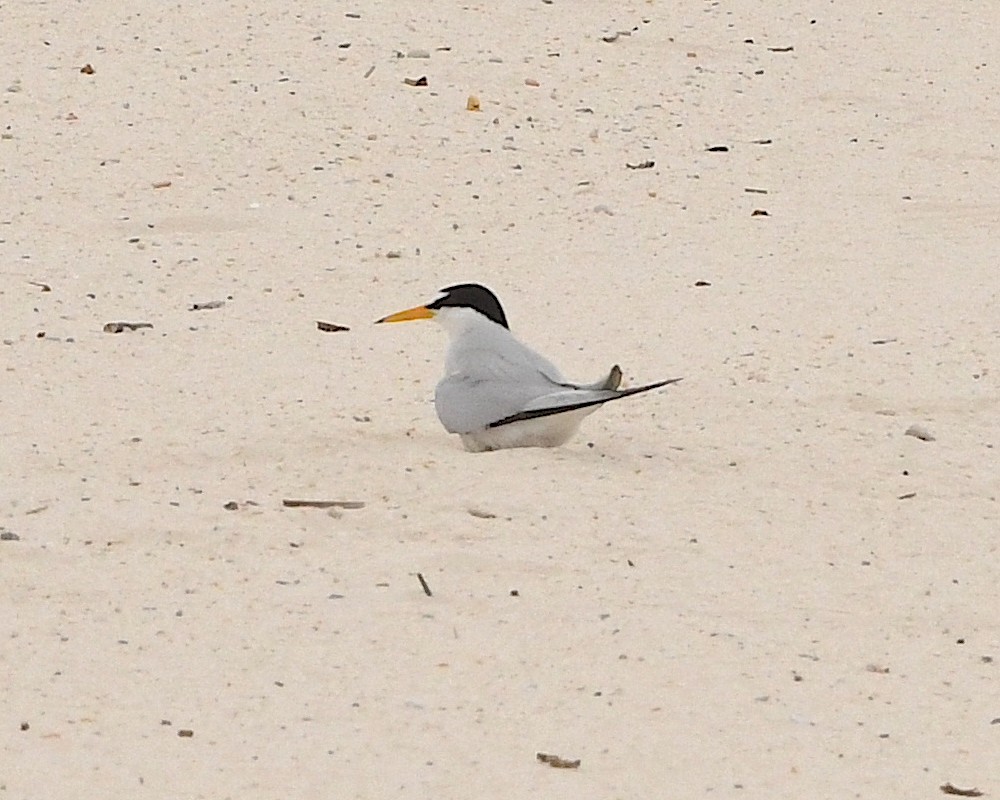 Least Tern - ML592974981