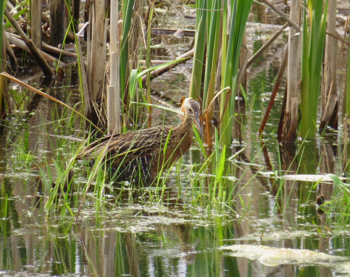 King Rail - Stuart Malcolm