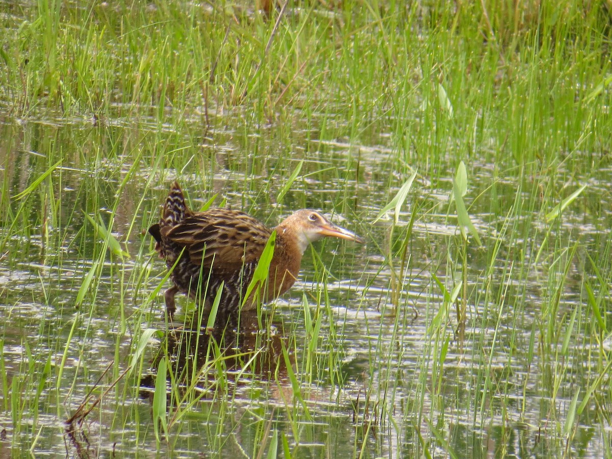 King Rail - Stuart Malcolm