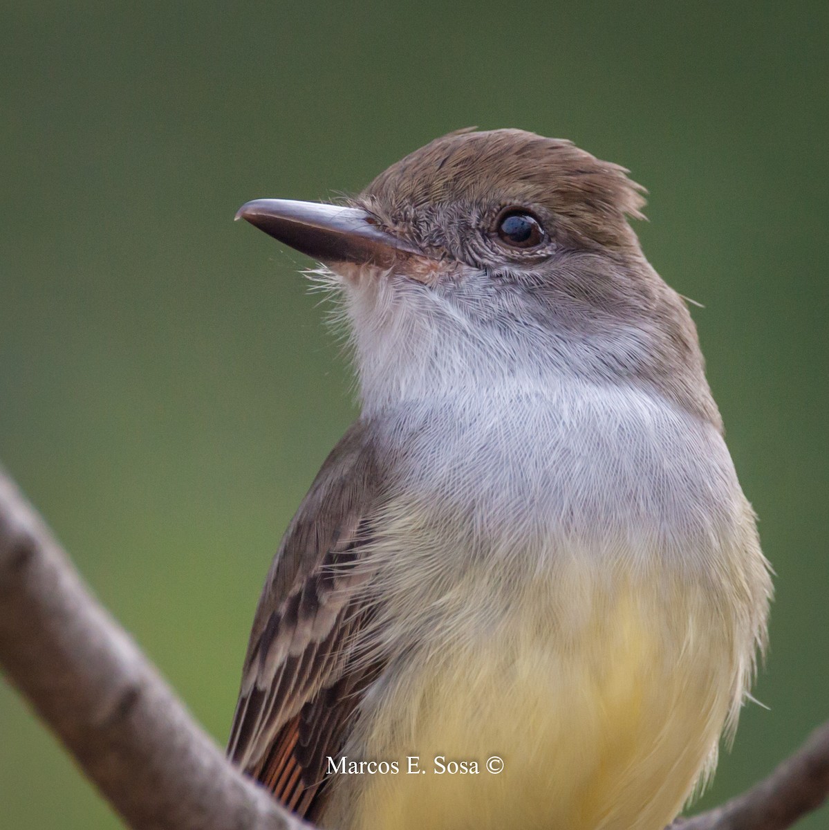 Brown-crested Flycatcher - Marcos E. Sosa