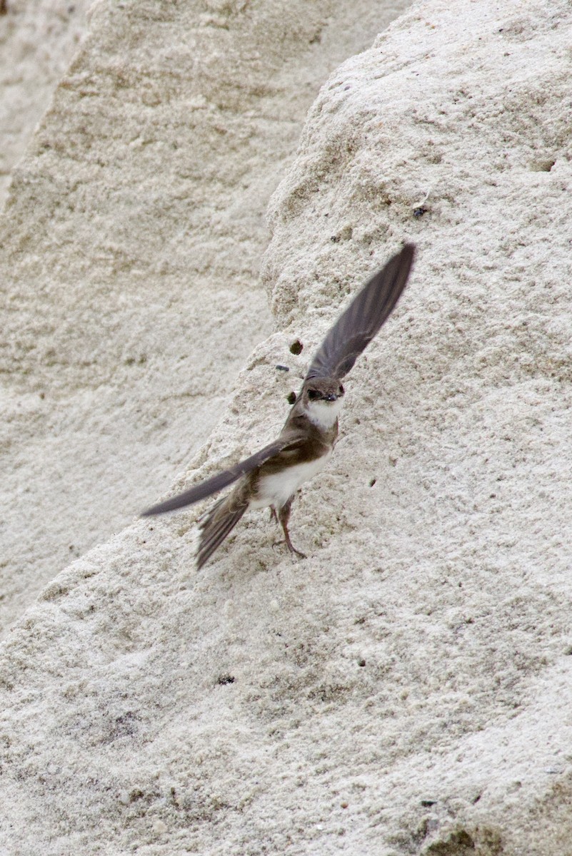 Bank Swallow - ML592975851