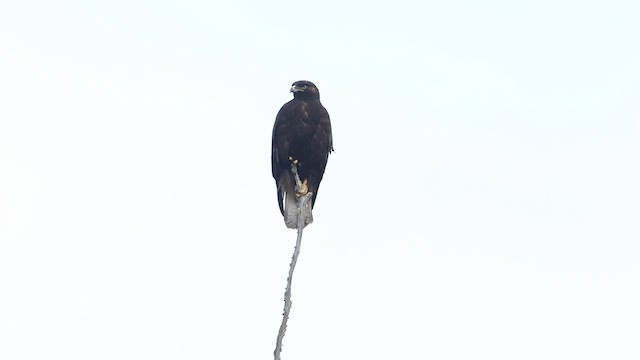 Rufous-tailed Hawk - ML592975881