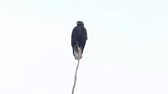 Rufous-tailed Hawk - ML592975881