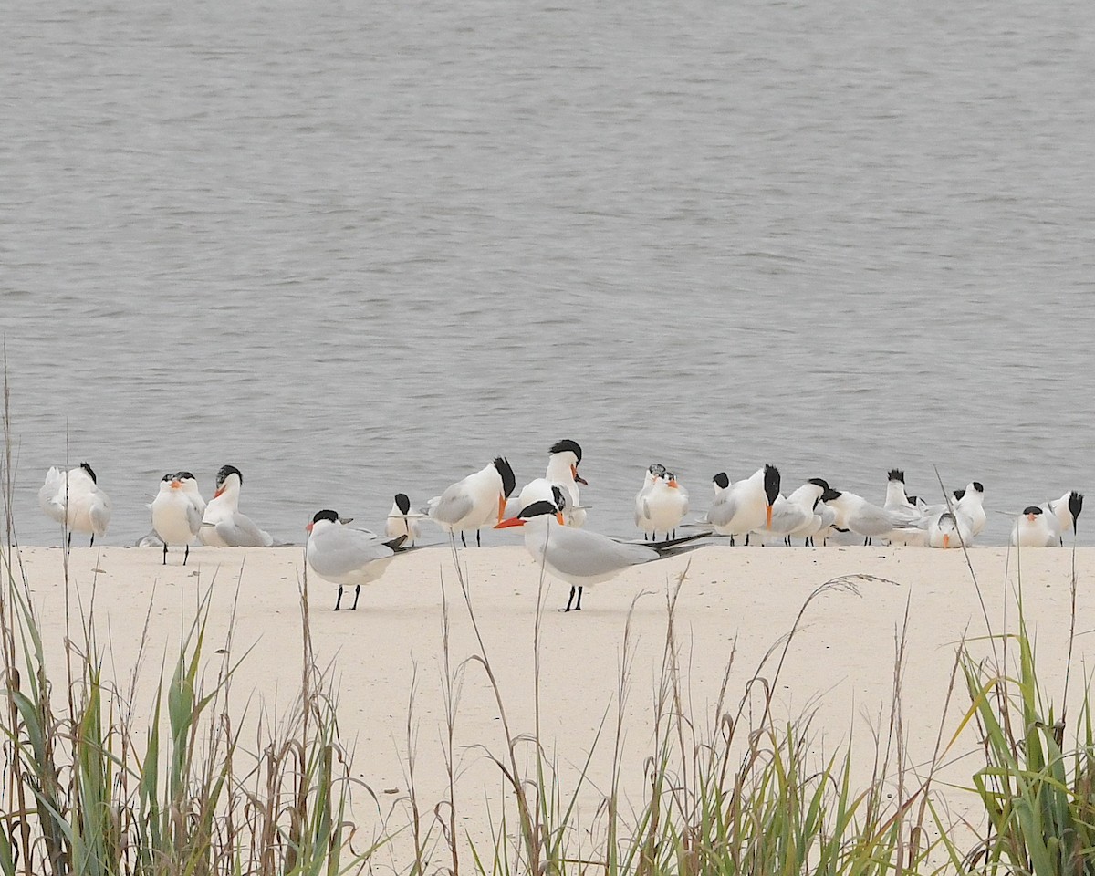 Caspian Tern - ML592976001