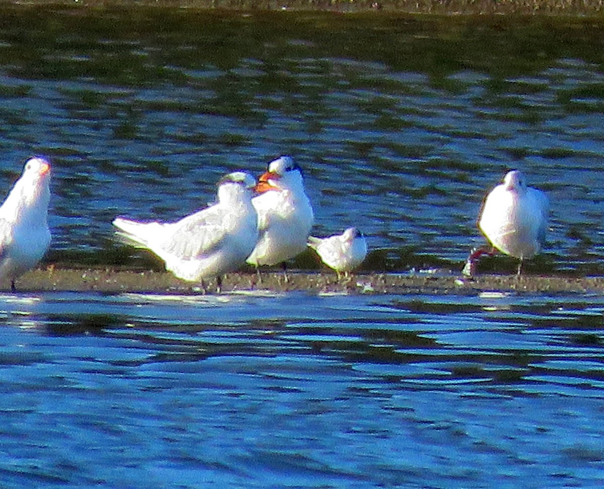 Yellow-billed Tern - Julián Tocce