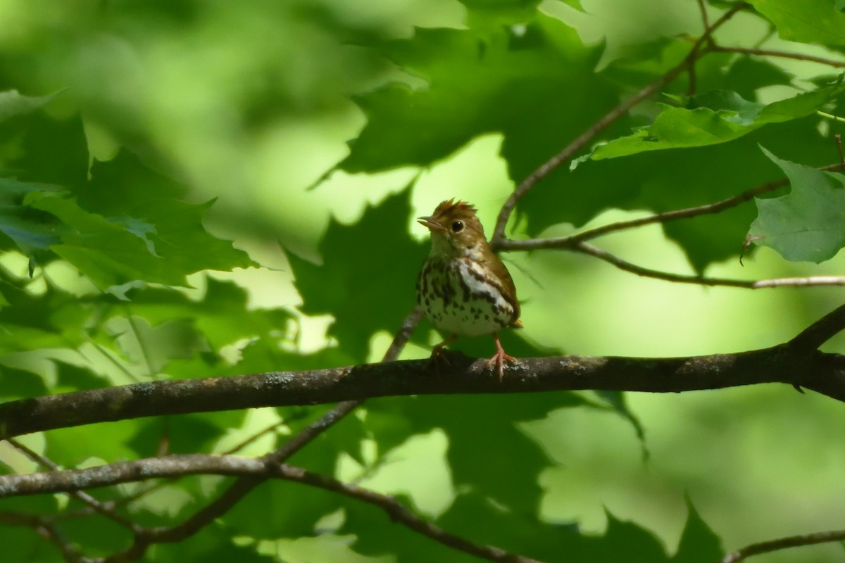 Ovenbird - ML592976321