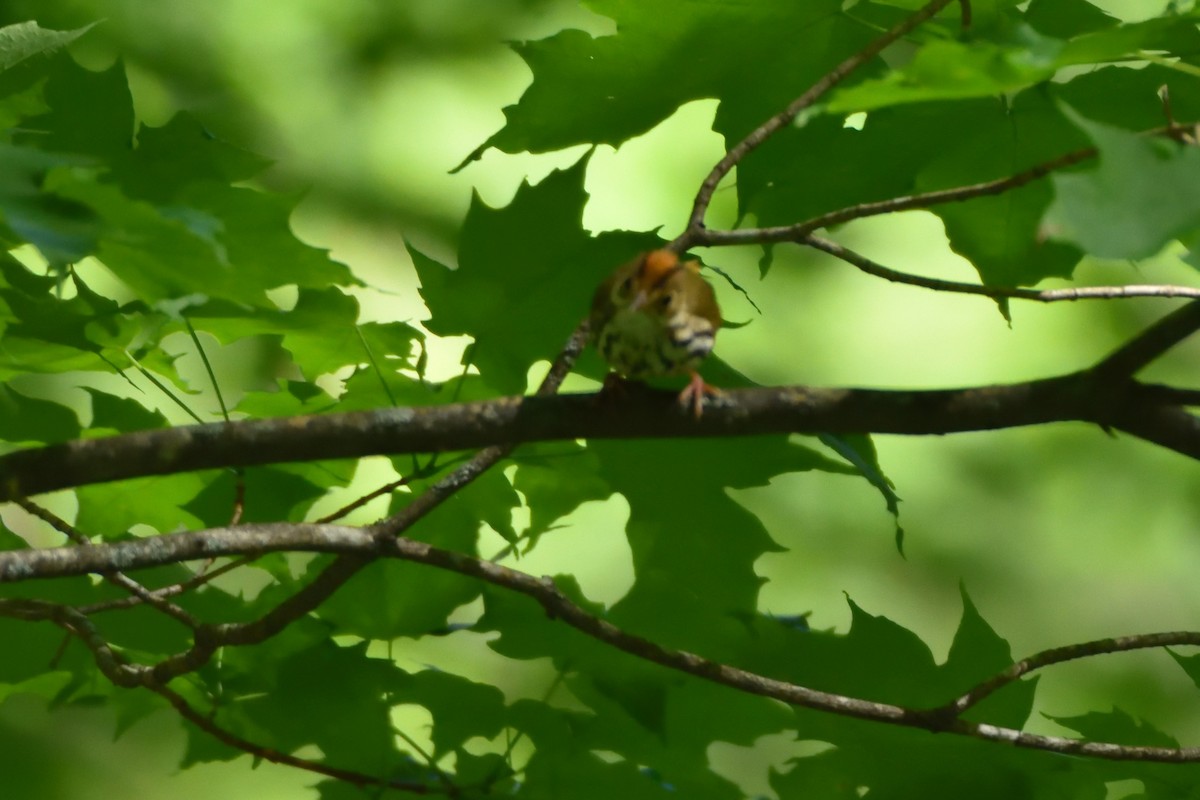 Ovenbird - ML592976331