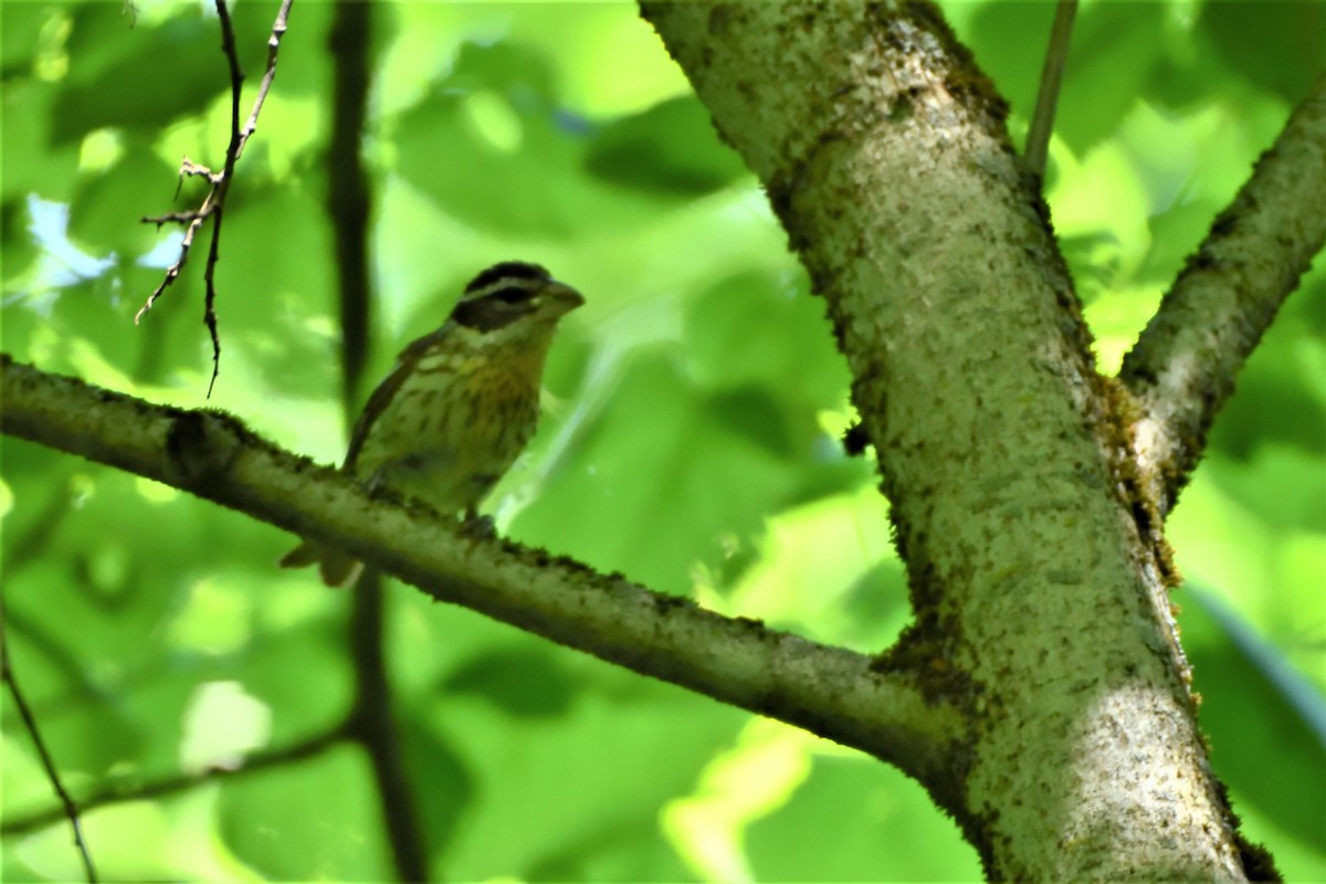 Rose-breasted Grosbeak - ML592976361