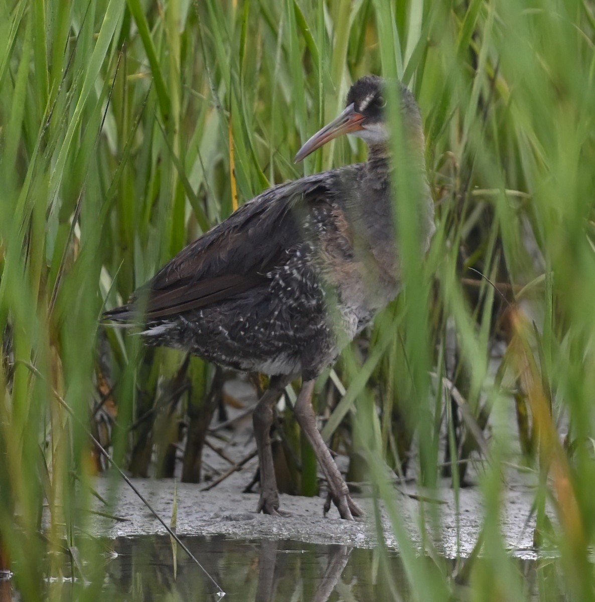 Clapper Rail - Ann Stinely