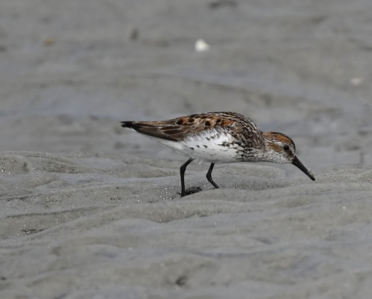 Bergstrandläufer - ML592977761