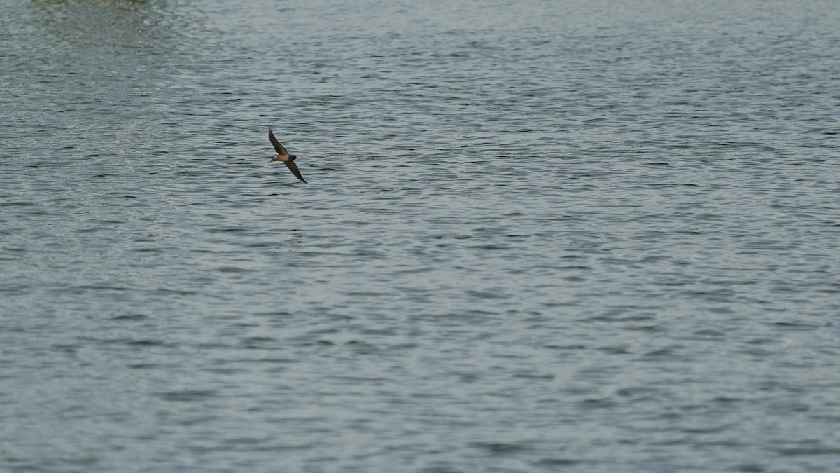 Barn Swallow - Indira Thirkannad