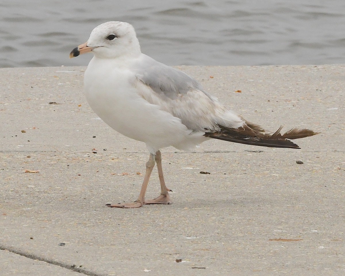 Ring-billed Gull - Ted Wolff