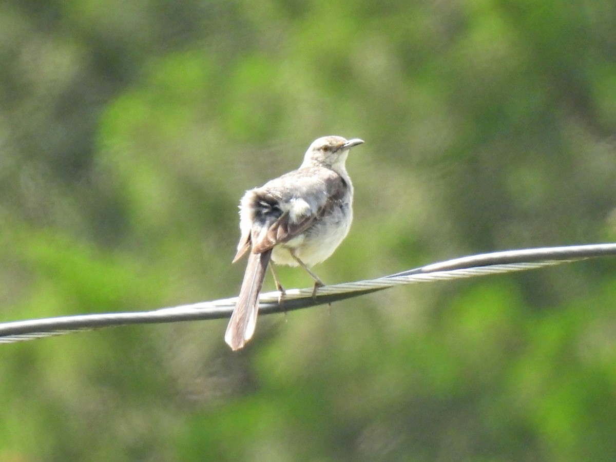 Northern Mockingbird - ML592979401