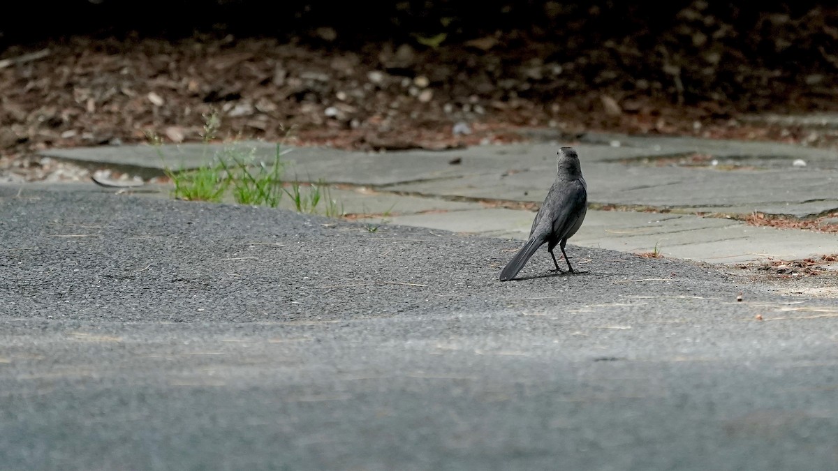 Gray Catbird - ML592979411