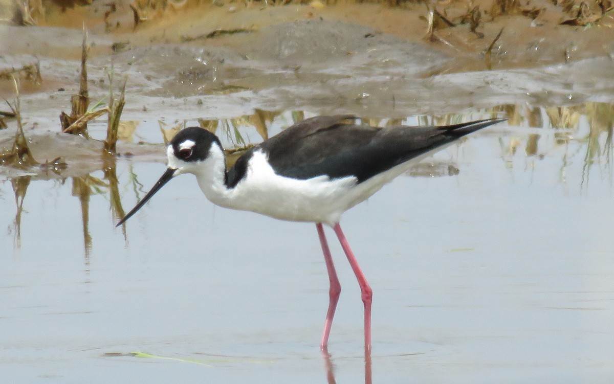 Black-necked Stilt - ML59297991