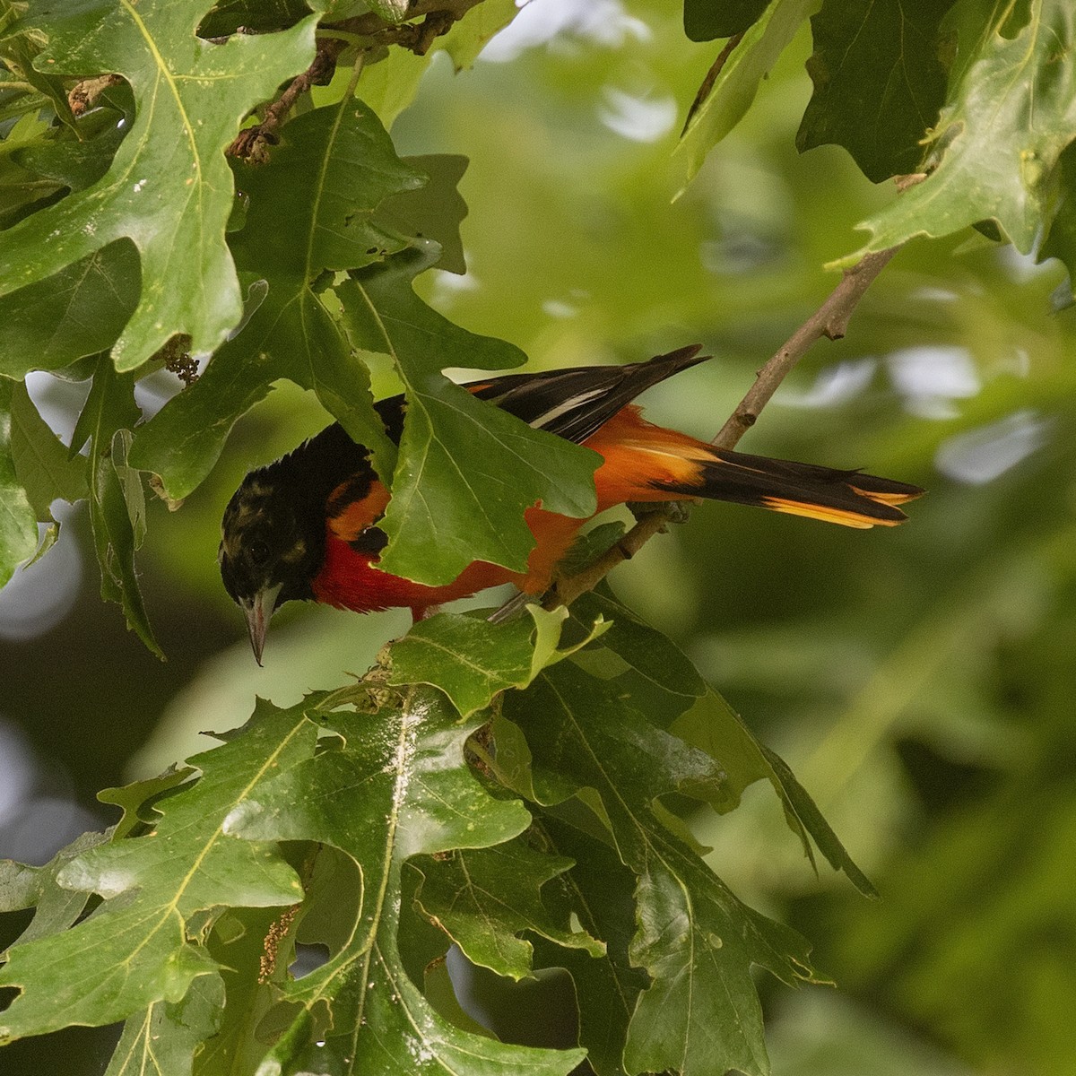 Oriole de Baltimore - ML592980071