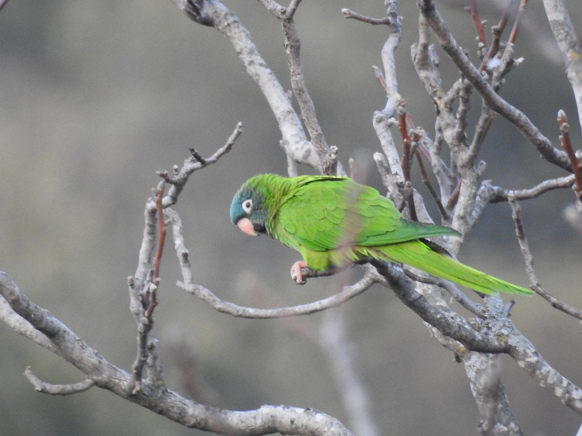 Blue-crowned Parakeet - ML592980461