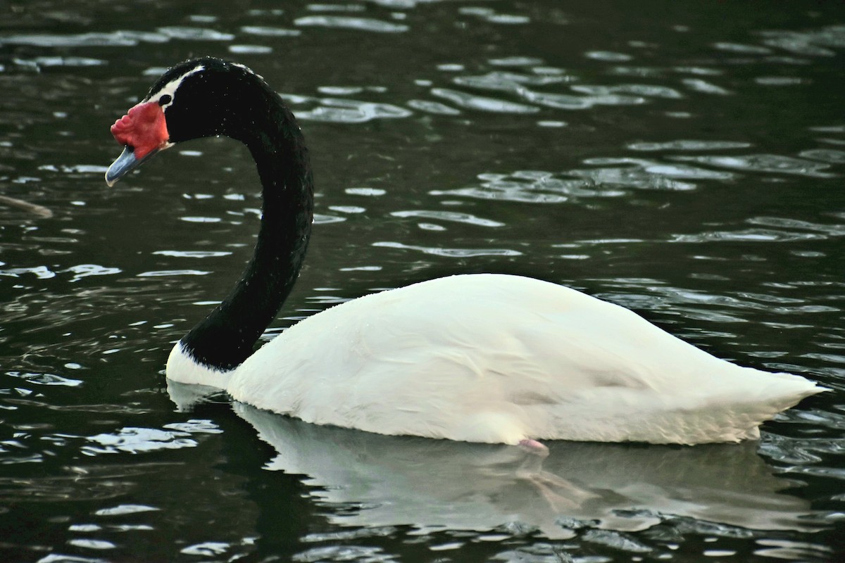 Black-necked Swan - Bruno Bareiro