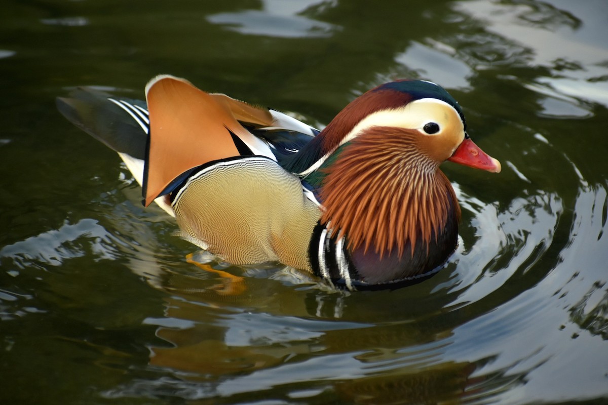 Mandarin Duck - Bruno Bareiro